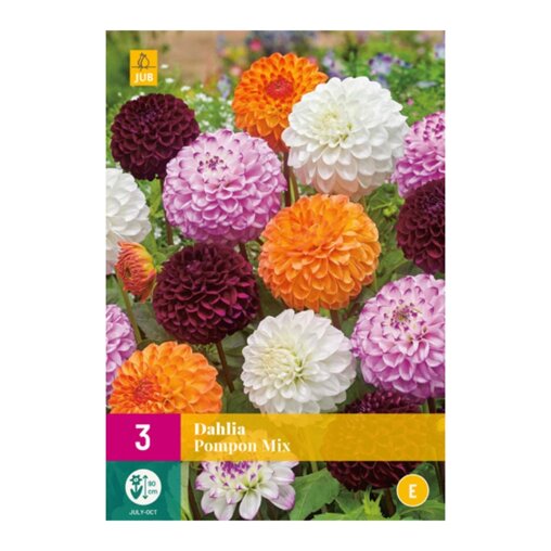 Dahlia knollen Pompon Mix (XXL zak van 3 stuks)