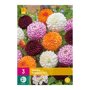Dahlia knollen Pompon Mix (XXL zak van 3 stuks)
