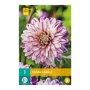 Dahlia knol Smokey (zakje van 1 stuk)