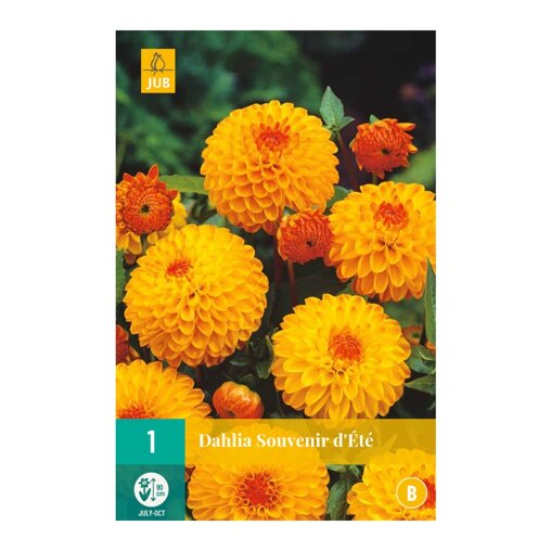 Dahlia knol Souvenir d' Été (zakje van 1 stuk)