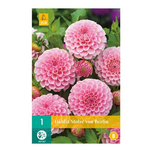 Dahlia knol Stolze von Berlin (zakje van 1 stuk)