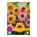 Dahlia knollen Sweet & Honey (XXL zak van 3 stuks)