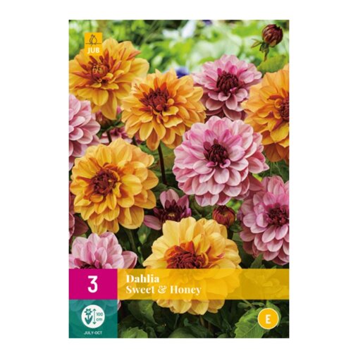 Dahlia knollen Sweet & Honey (XXL zak van 3 stuks)