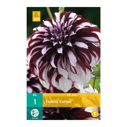Dahlia knol Tartan (zakje van 1 stuk)