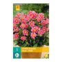 Dahlia knol Topmix Pink (zakje van 1 stuk)