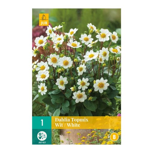 Dahlia knol Topmix White (zakje van 1 stuk)