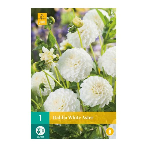 Dahlia knol White Aster (zakje van 1 stuk)