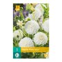 Dahlia knol White Aster (zakje van 1 stuk)