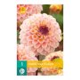Dahlia knol Wine Eyed Jill (zakje van 1 stuk)