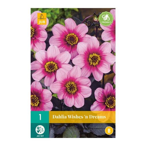 Dahlia knol Wishes 'n Dreams (zakje van 1 stuk)