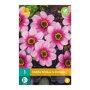 Dahlia knol Wishes 'n Dreams (zakje van 1 stuk)