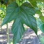 Morus alba 'Macrophylla' blad
