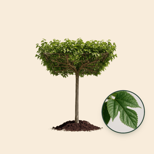 Dakmoerbei Morus alba 'Fruitless'