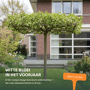 Dakmoerbei Morus alba 'Fruitless'