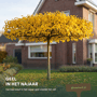 Dakmoerbei Morus alba 'Fruitless'
