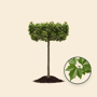 Dakplataan Platanus hispanica