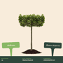 Dakplataan Platanus hispanica