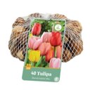 Tulpenbollen Darwin Hybride Mix (netzak 40 stuks)