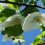 Zakdoekenboom (Davidia involucrata) bloemen close-up