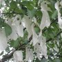 Zakdoekenboom (Davidia involucrata) bloemen