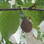 Zakdoekenboom (Davidia involucrata) vrucht