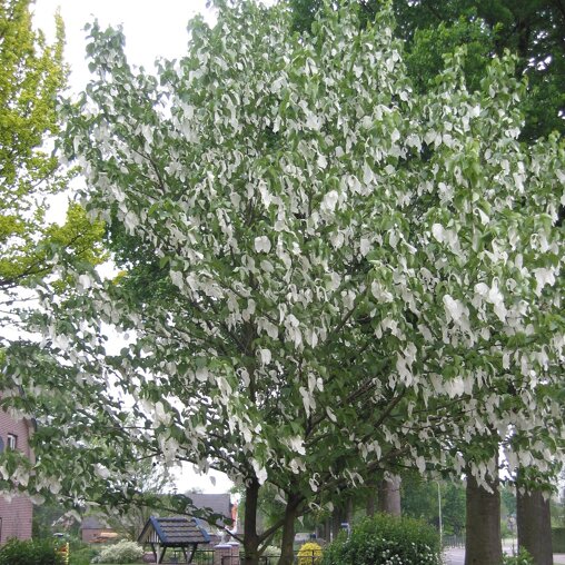 Zakdoekenboom (Davidia involucrata)
