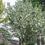 Zakdoekenboom (Davidia involucrata)