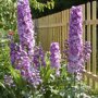 Delphinium 'Astolat' (ridderspoor)