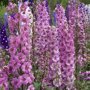 Delphinium 'Astolat' (ridderspoor)