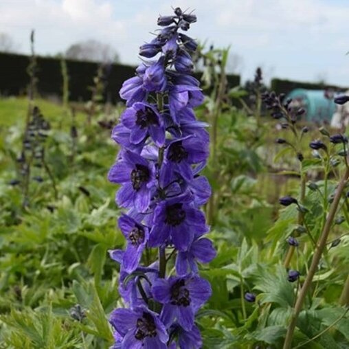 Delphinium 'Black Knight' (ridderspoor)