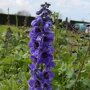Delphinium 'Black Knight' (ridderspoor)