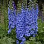 Delphinium 'Blue Bird' (ridderspoor)