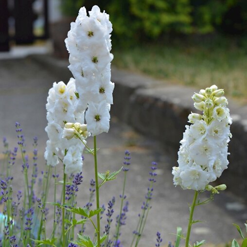 Delphinium 'Galahad' (ridderspoor)