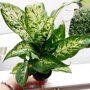 Dieffenbachia 'Compacta' vensterbank