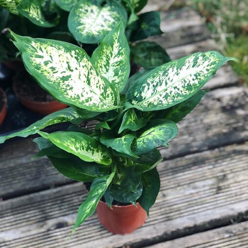 Dieffenbachia 'Compacta'