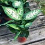Dieffenbachia 'Compacta'