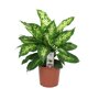 Dieffenbachia 'Compacta'