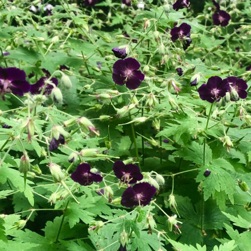 Donkere ooievaarsbek detail