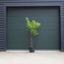 Doodsbeenderenboom meerstammig