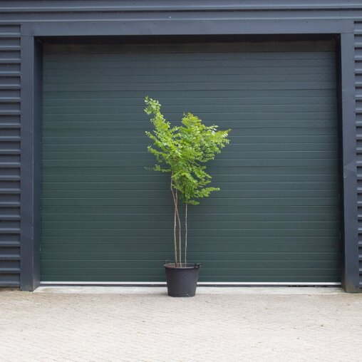 doodsbeenderenboom meerstammig 175-200 cm