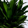 Dracaena deremensis 'Compacta' 20-40cm