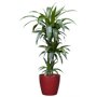 Dracaena deremensis 'Janet Craig'