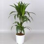 Dracaena deremensis 'Janet Craig'