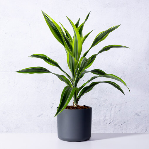 Dracaena deremensis 'Lemon Lime'