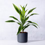 Dracaena deremensis 'Lemon Lime'