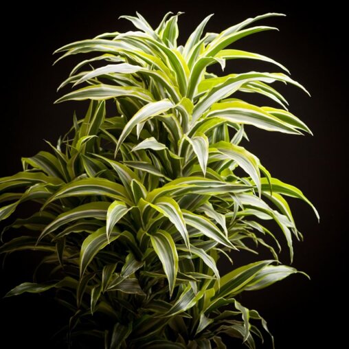 Dracaena deremensis 'Surprise'