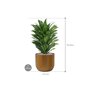 Dracaena fragrans 'Compacta' in Capi Nature Groove afmeting