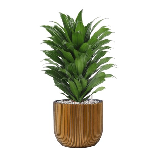 Dracaena fragrans 'Compacta' in Capi Nature Groove