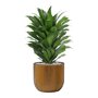 Dracaena fragrans 'Compacta' in Capi Nature Groove