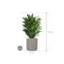 Dracaena fragrans 'Compacta' in Rough afmeting